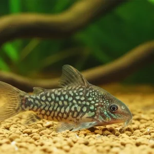 Preiswert Pantanal Panzerwels CW005 (Corydoras pantanalensis (Brochis) CW005)
